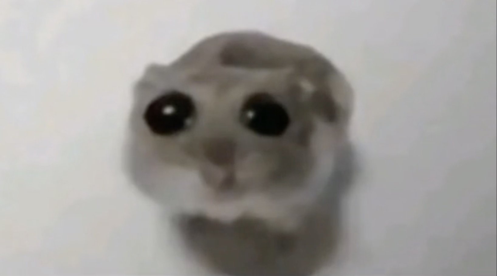 Grey hamster with big sad eyes